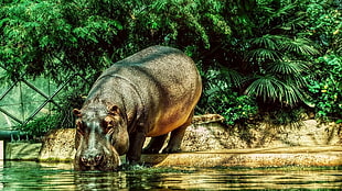 hipoppotamus near a body of water HD wallpaper